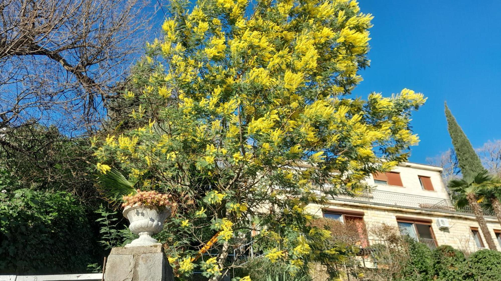Apartment Ana Opatija Luaran gambar